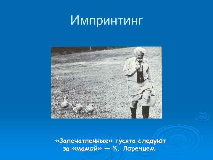 Импринтинг «Запечатленные» гусята следуют за «мамой» — К. Лоренцем 