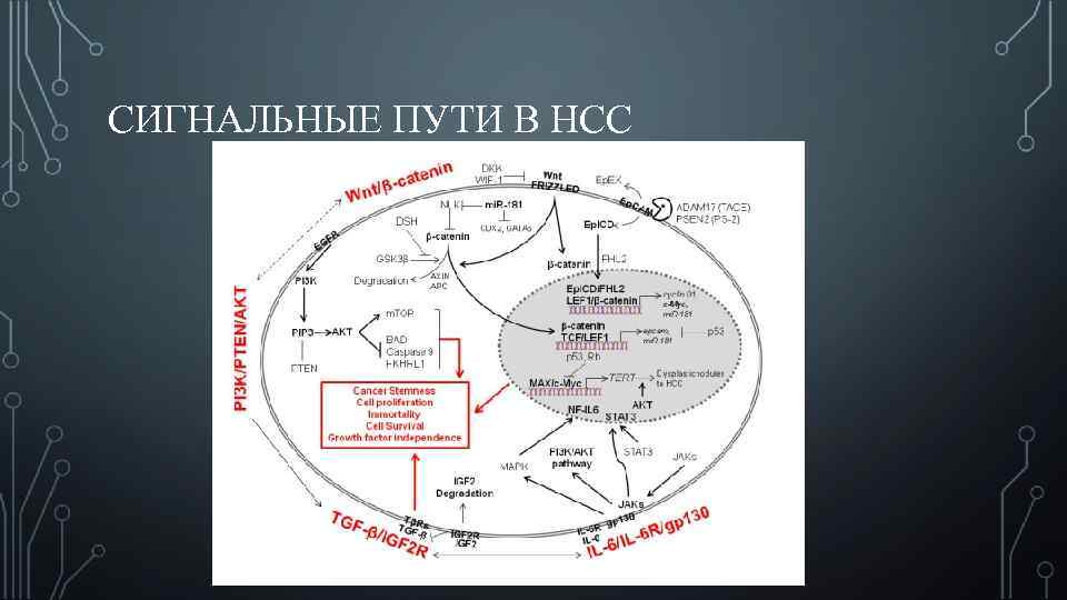 СИГНАЛЬНЫЕ ПУТИ В НСС 