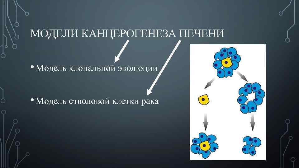 МОДЕЛИ КАНЦЕРОГЕНЕЗА ПЕЧЕНИ • Модель клональной эволюции • Модель стволовой клетки рака 