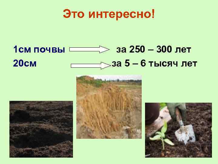 Это интересно! 1 см почвы 20 см за 250 – 300 лет за 5