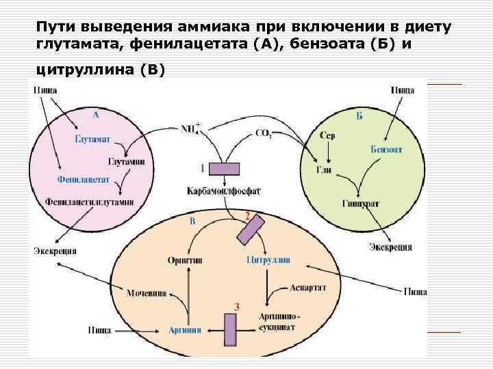 Путь вывод. Пути выведения аммиака. Пути выведения аммиака из организма. Способы выведения аммиака из организма. Схема выведения аммиака с мочой.