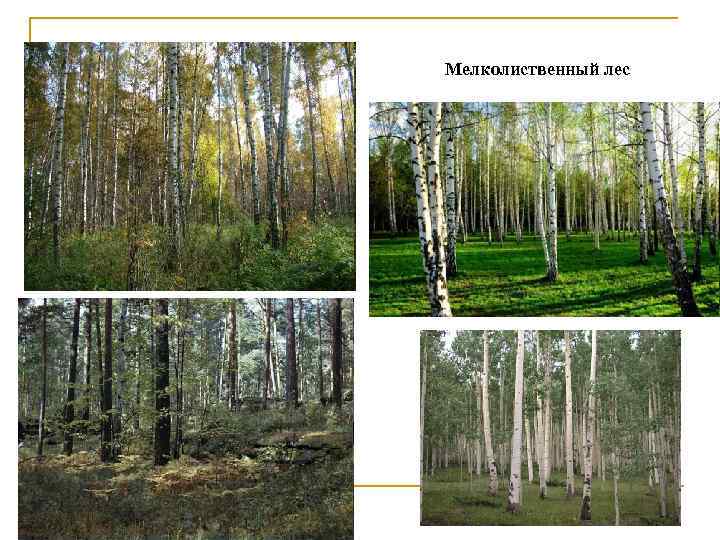 Мелколиственный лес 