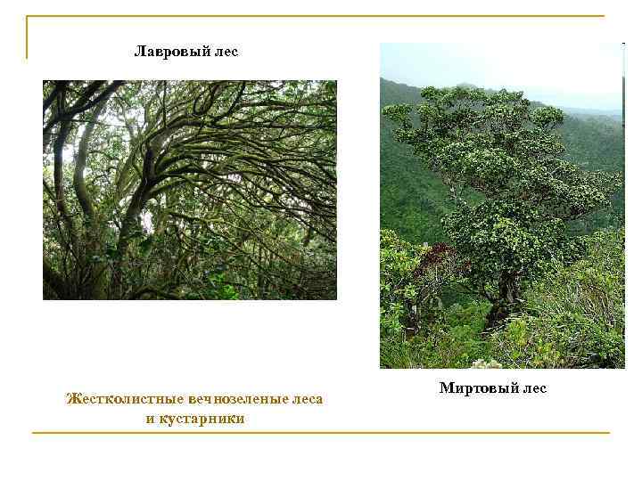 Лавровый лес Жестколистные вечнозеленые леса и кустарники Миртовый лес 