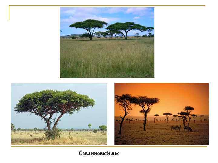 Саванновый лес 