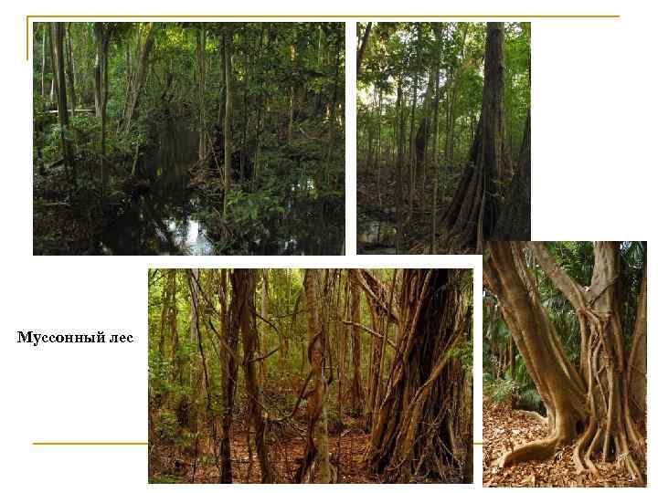 Муссонный лес 