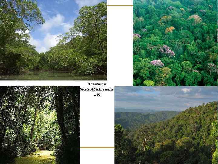 Влажный экваториальный лес 