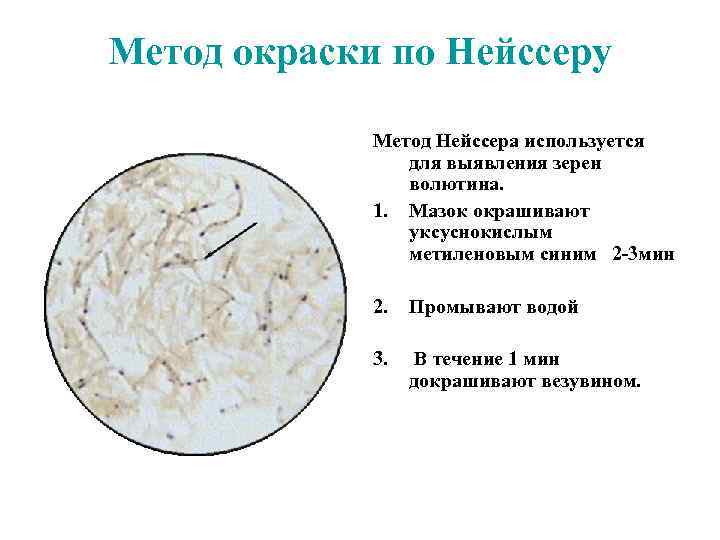 Микроскопия Сложные методы окраски Окраска по Граму.