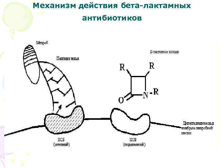 Механизм действия бета-лактамных антибиотиков 