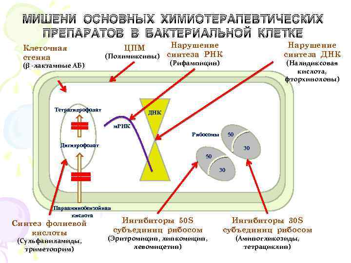 Клетки мишени. Мишени бактериальной клетки для антибиотиков. Основные мишени химиотерапевтических средств. Назовите основные мишени в бактериальной клетке. Синтез фолиевой кислоты в бактериальной клетке.