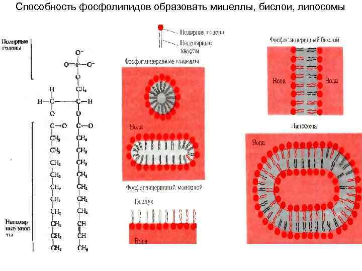Способность фосфолипидов образовать мицеллы, бислои, липосомы 