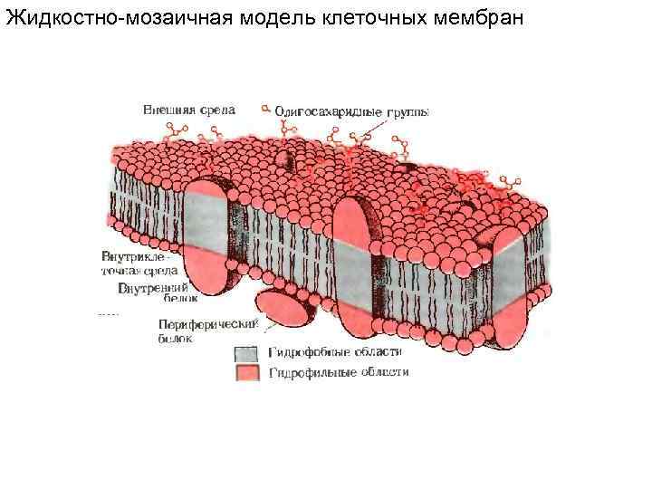 Жидкостно-мозаичная модель клеточных мембран 