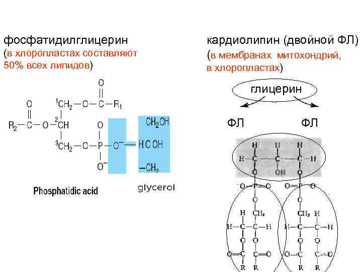 фосфатидилглицерин (в хлоропластах составляют 50% всех липидов) кардиолипин (двойной ФЛ) (в мембранах митохондрий, в