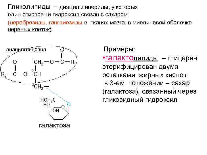 Гликолипиды – диацилглицериды, у которых один спиртовый гидроксил связан с сахаром (цереброзиды, ганглиозиды в