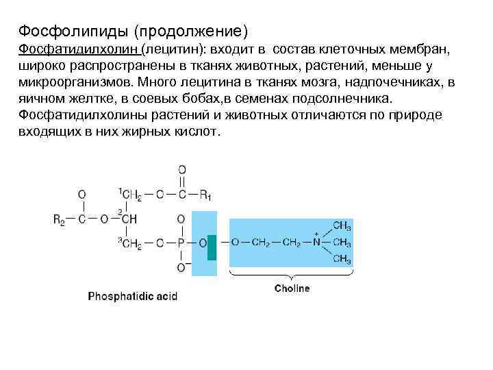 Фосфолипиды (продолжение) Фосфатидилхолин (лецитин): входит в состав клеточных мембран, широко распространены в тканях животных,