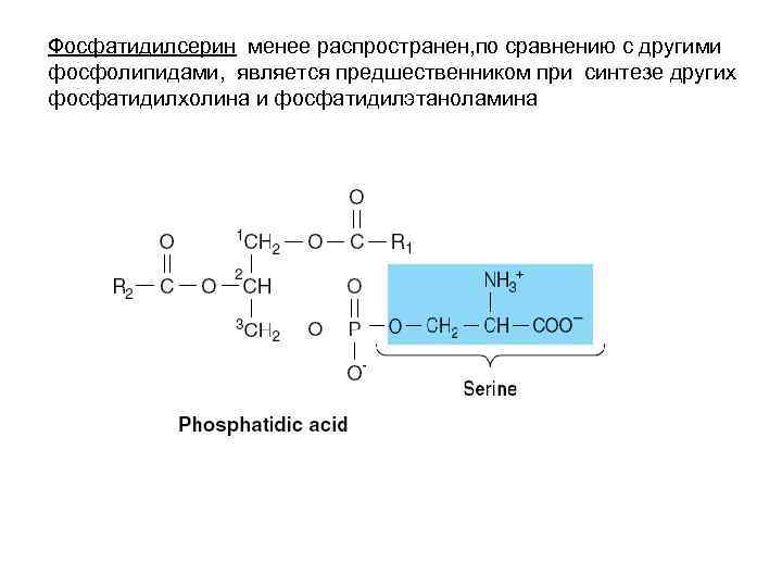 Фосфатидилсерин менее распространен, по сравнению с другими фосфолипидами, является предшественником при синтезе других фосфатидилхолина