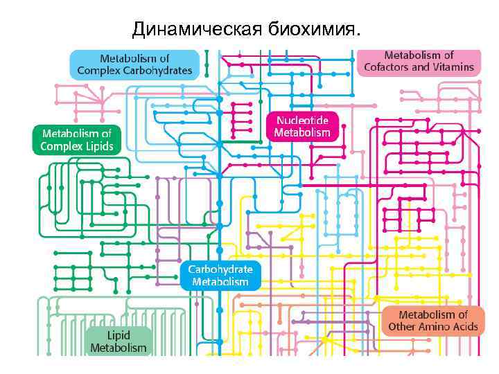 Динамическая биохимия. 