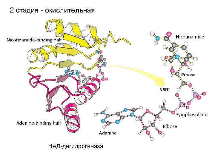 2 стадия - окислительная НАД-дегидрогеназа 