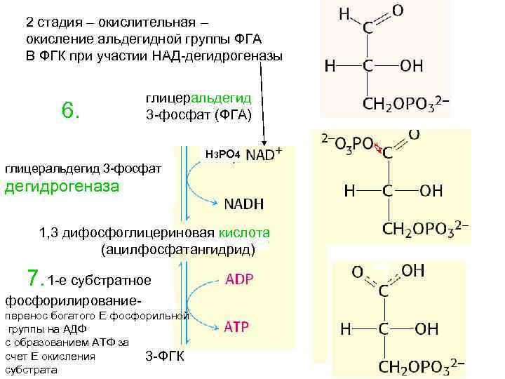 2 стадия – окислительная – окисление альдегидной группы ФГА В ФГК при участии НАД-дегидрогеназы