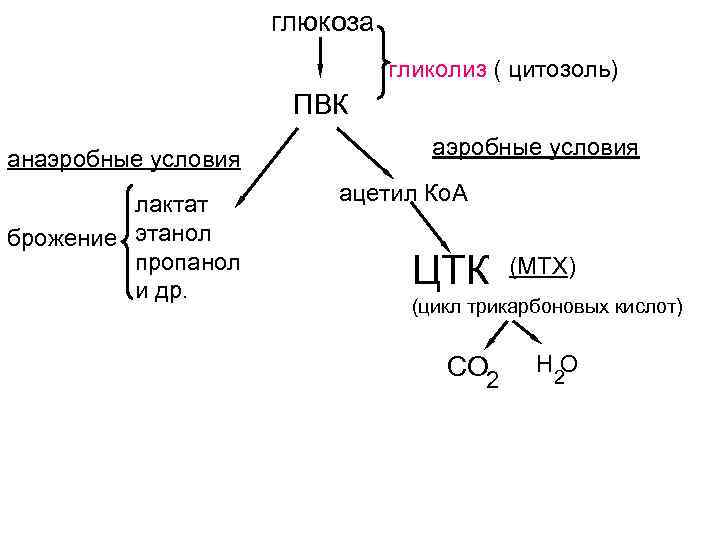 Глюкоза ацетил коа. Схема гликолиза биохимия. Глюкоза ПВК ацетил КОА ЦТК. 11 Реакция анаэробного гликолиза. Гликолиз 1 и 2 этап биохимия.