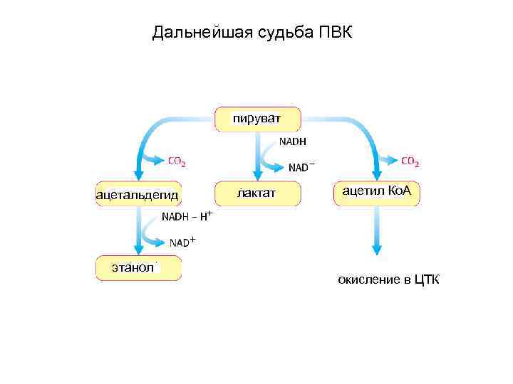 Дальнейшая судьба ПВК пируват ацетальдегид этанол лактат ацетил Ко. А окисление в ЦТК 