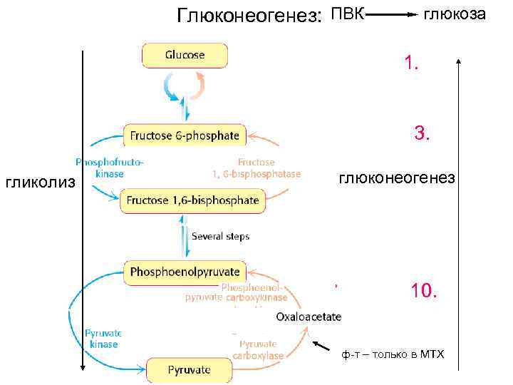 Схема регуляции гликолиза и глюконеогенеза