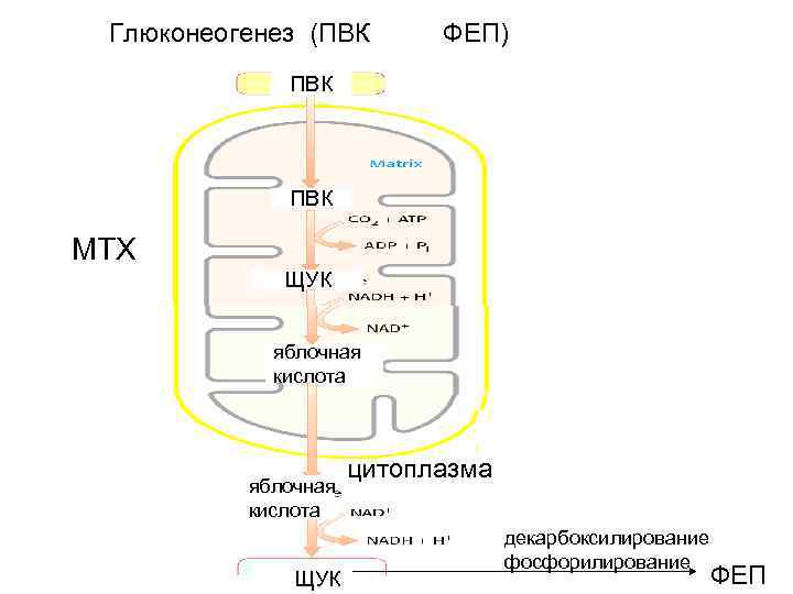 Глюконеогенез (ПВК ФЕП) ПВК МТХ ЩУК яблочная кислота ЩУК цитоплазма декарбоксилирование фосфорилирование ФЕП 