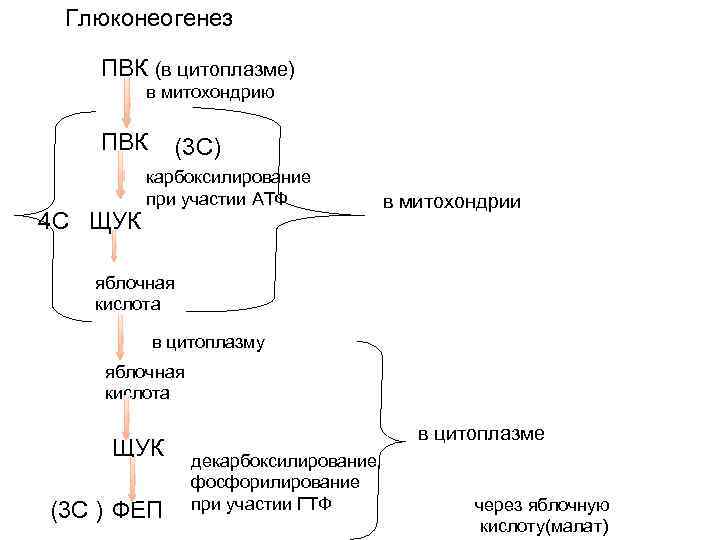 Глюконеогенез схема процесса