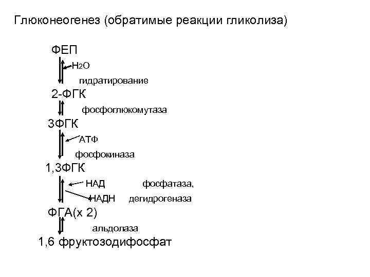 Глюконеогенез (обратимые реакции гликолиза) ФЕП Н 2 О гидратирование 2 -ФГК фосфоглюкомутаза 3 ФГК