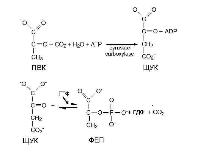 Обмен пвк. ФЕП карбоксикиназа. Фосфоенолпируват биохимия. ГДФ И ГТФ биохимия. Щук в ПВК.