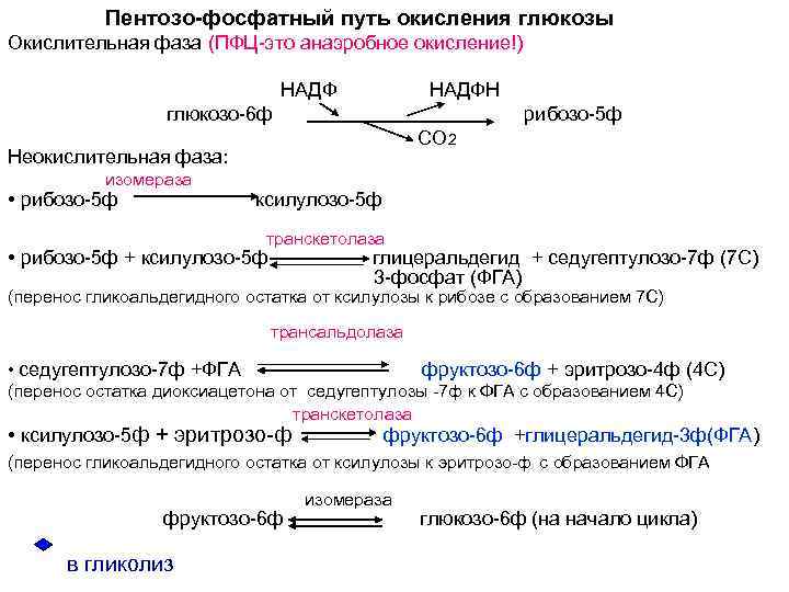 Пентозо-фосфатный путь окисления глюкозы Окислительная фаза (ПФЦ-это анаэробное окисление!) НАДФН глюкозо-6 ф рибозо-5 ф