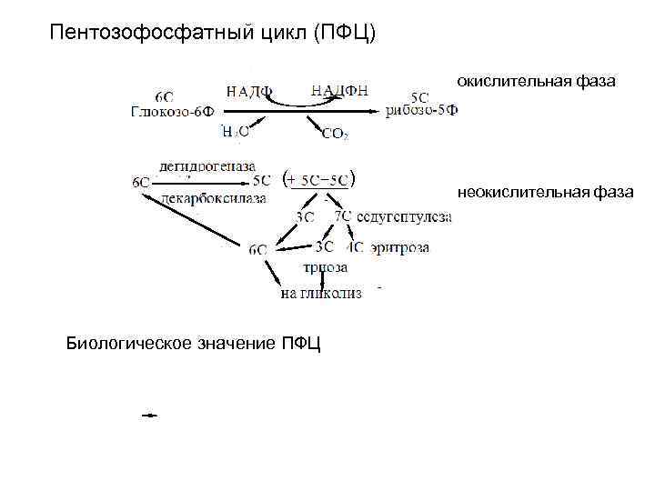 Схема пентозофосфатного цикла