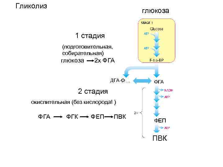 Гликолиз Глюкозы этапы. Схема гликолиза биохимия. Глюкоза 3 ФГА ПВК. Подготовительный этап гликолиза реакции. Протекание гликолиза кольцевые