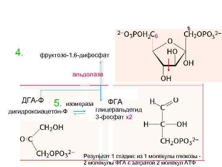 Фга в гинекологии