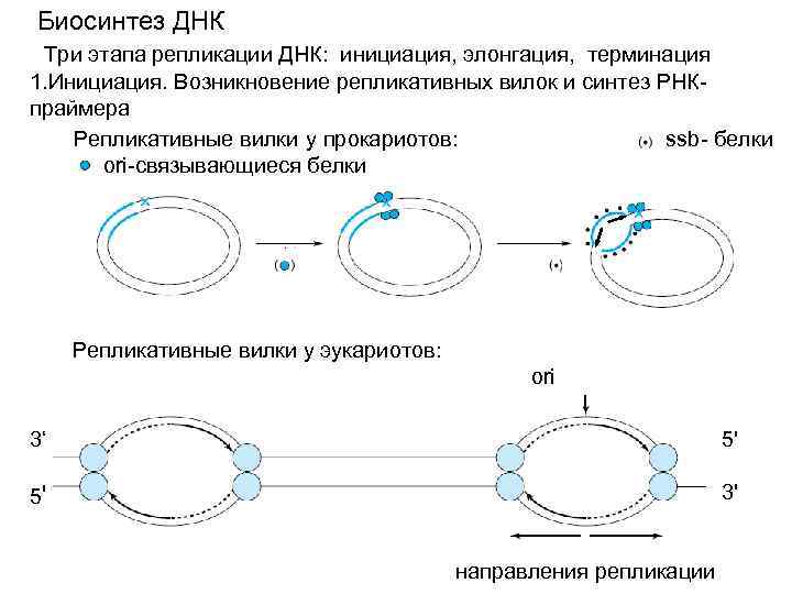 Биосинтез прокариот. Репликация ДНК У прокариот. Схема репликации ДНК эукариот. Репликация ДНК У прокариот схема. Схема репликации биохимия.