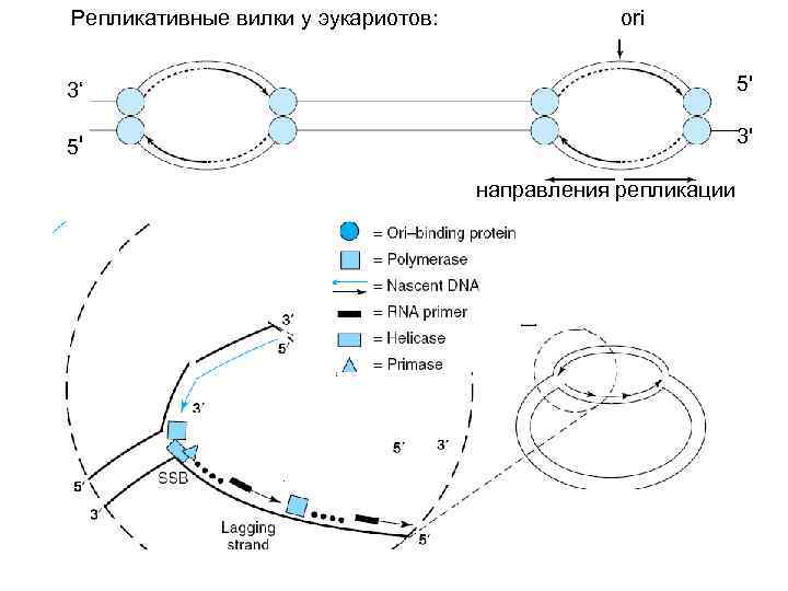 Репликативная вилка схема