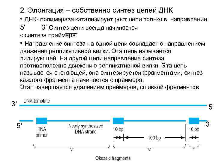 2. Элонгация – собственно синтез цепей ДНК • ДНК- полимераза катализирует рост цепи только