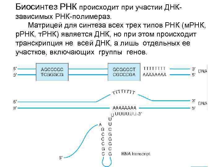 На матрице рнк происходит. Синтез РНК этапы транскрипции. Схема синтеза МРНК. Характеристика компонентов системы синтеза РНК. Биосинтез РНК транскрипция биохимия.