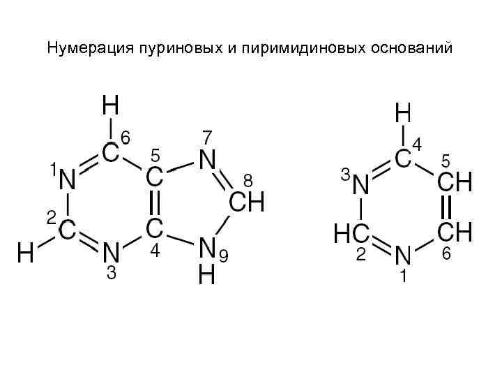 Пуриновым основанием является