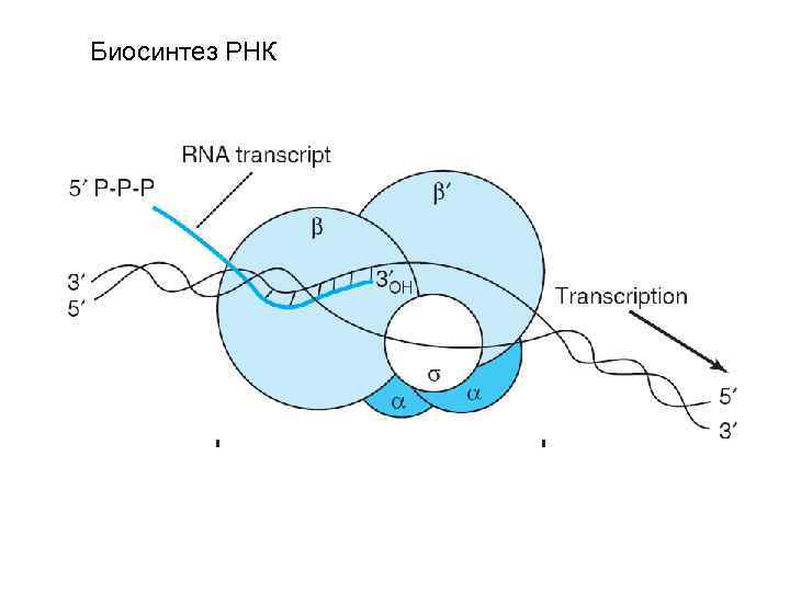 Синтез рнк последовательность. Этапы биосинтеза РНК схема. Биосинтез РНК РНК полимераза биохимия. Схема РНК полимеразы. Биосинтез МРНК транскрипция.
