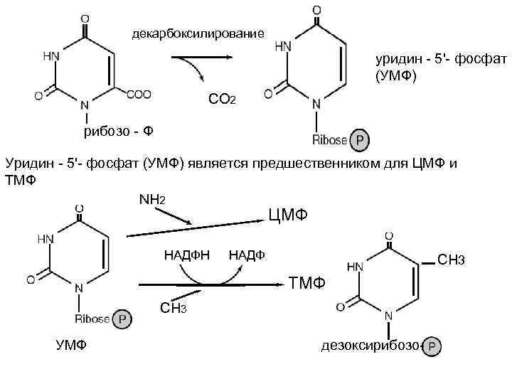 Биосинтез нуклеиновых кислот НК Состав мононуклеотидов сахар