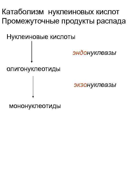 Катаболизм нуклеиновых кислот Промежуточные продукты распада Нуклеиновые кислоты эндонуклеазы олигонуклеотиды экзонуклеазы мононуклеотиды 