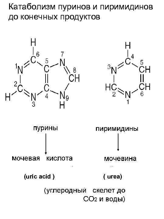 Схема катаболизма глюкозы