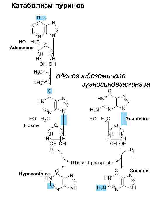 Схема образования аденозина