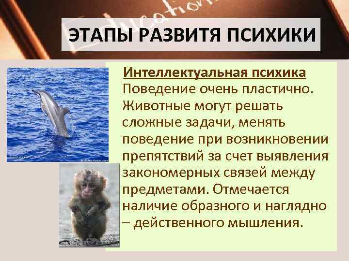 ЭТАПЫ РАЗВИТЯ ПСИХИКИ Интеллектуальная психика Поведение очень пластично. Животные могут решать сложные задачи, менять