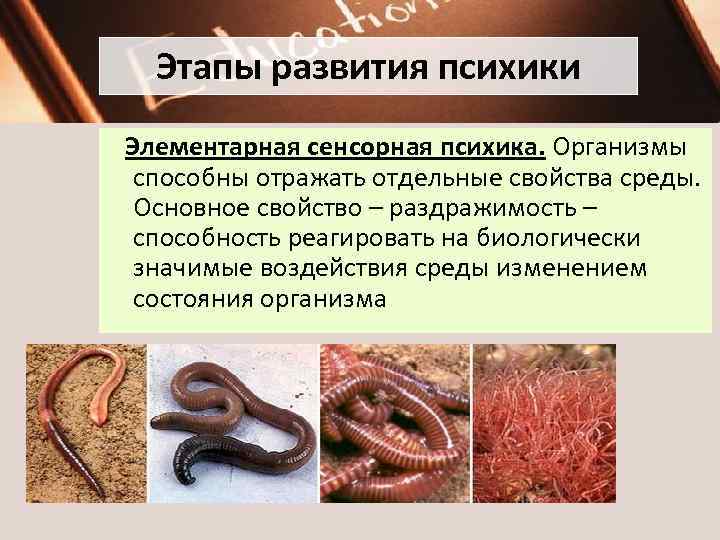 Этапы развития психики Элементарная сенсорная психика. Организмы способны отражать отдельные свойства среды. Основное свойство
