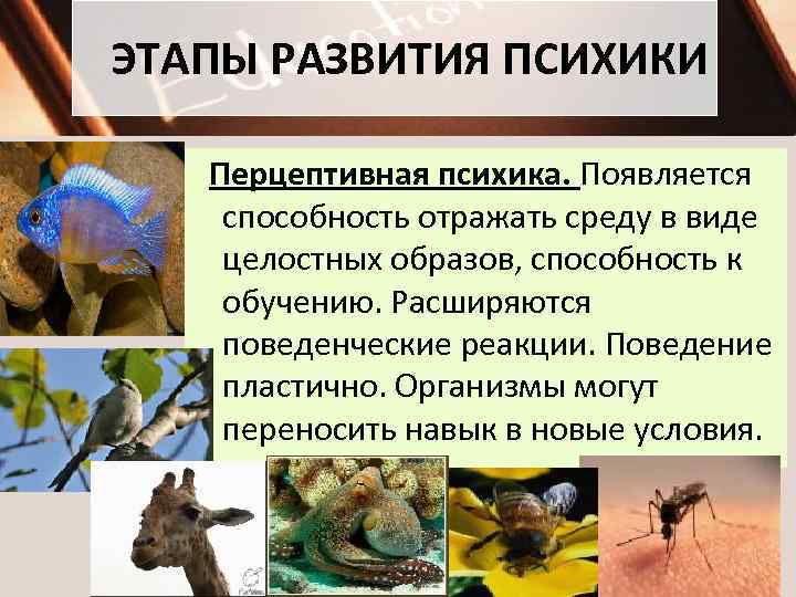 ЭТАПЫ РАЗВИТИЯ ПСИХИКИ Перцептивная психика. Появляется способность отражать среду в виде целостных образов, способность