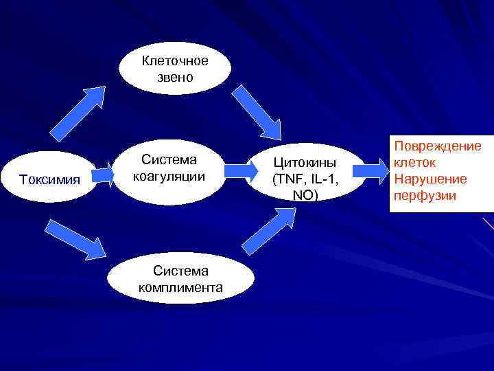 Клеточное звено Токсимия Система коагуляции Система комплимента Цитокины (TNF, IL-1, NO) Повреждение клеток Нарушение