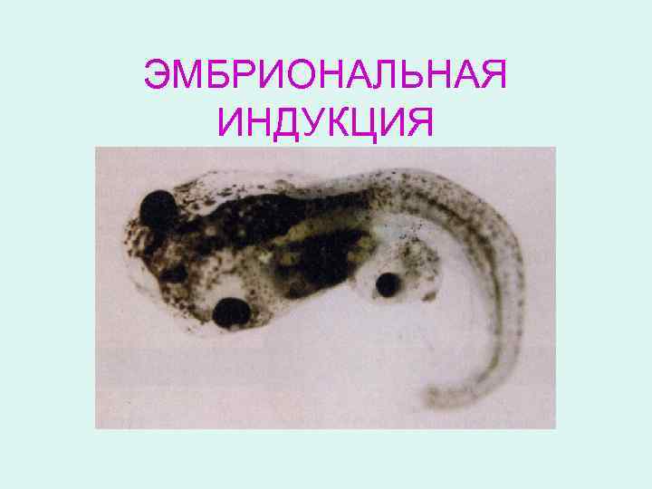 ЭМБРИОНАЛЬНАЯ ИНДУКЦИЯ 