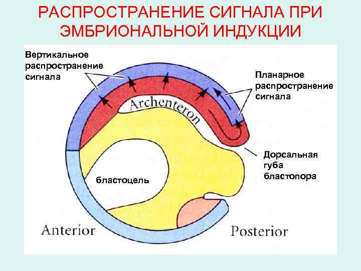 РАСПРОСТРАНЕНИЕ СИГНАЛА ПРИ ЭМБРИОНАЛЬНОЙ ИНДУКЦИИ Вертикальное распространение сигнала бластоцель Планарное распространение сигнала Дорсальная губа