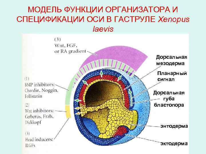МОДЕЛЬ ФУНКЦИИ ОРГАНИЗАТОРА И СПЕЦИФИКАЦИИ ОСИ В ГАСТРУЛЕ Xenopus laevis Дорсальная мезодерма Планарный сигнал